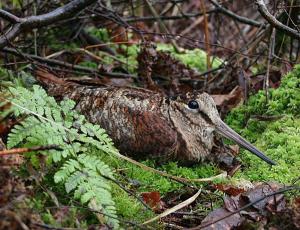 Woodcock at rest